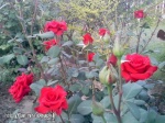 Imrankhan439 Flowers13